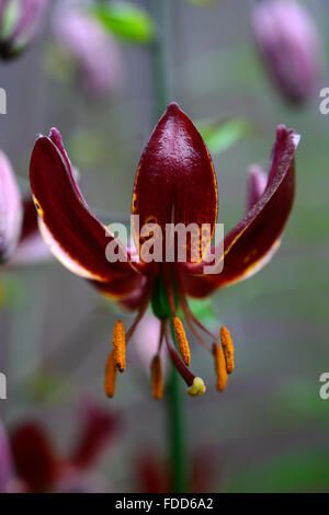 lilium martagon claude shride dark red flower flowers closeup selective focus plant portraits lilies lily turks cap RM Floral Stock Photo