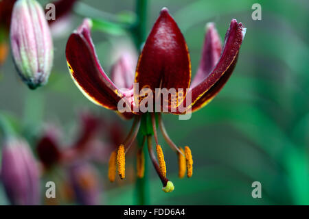 lilium martagon claude shride dark red flower flowers closeup selective focus plant portraits lilies lily turks cap RM Floral Stock Photo