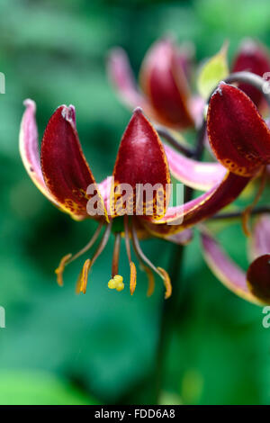 lilium martagon claude shride dark red flower flowers closeup selective focus plant portraits lilies lily turks cap RM Floral Stock Photo