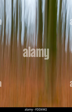A conceptual photo using slow shutter speed of trees in a forest ...