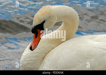 Close-up portrait of a Mute swan resting on the River Tweed Stock Photo