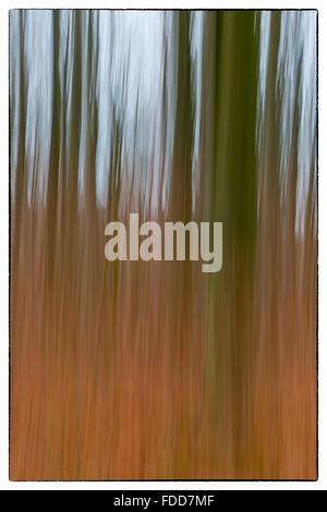 A conceptual photo using slow shutter speed of trees in a forest ...