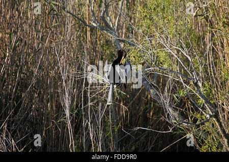 Anhinga sitting on the branch and cleaning feathers while drying wings. Stock Photo