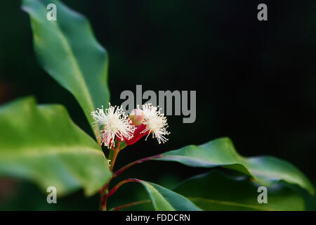 Blooming flowers and fresh green and red raw sticks growing on clove spice tree in Bali mountains. Stock Photo
