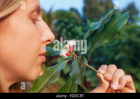 Woman sniffing fresh red raw spice sticks and blooming flowers growing on clove tree. Stock Photo