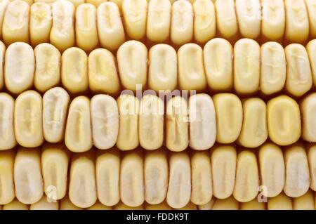 Dried corn kernels on the cob. Stock Photo