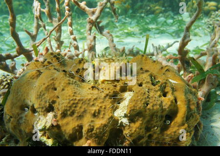 Underwater marine life, Bridled Burrfish, Chilomycterus antennatus, hidden on a sponge, Caribbean sea Stock Photo