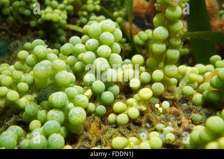Seaweed sea grapes, Caulerpa racemosa, underwater on shallow seabed, Caribbean sea, Central America Stock Photo
