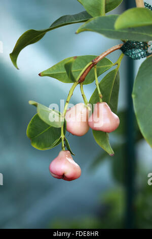 Syzgium samarangense or known as Wax Jambu growing on a  tree Stock Photo