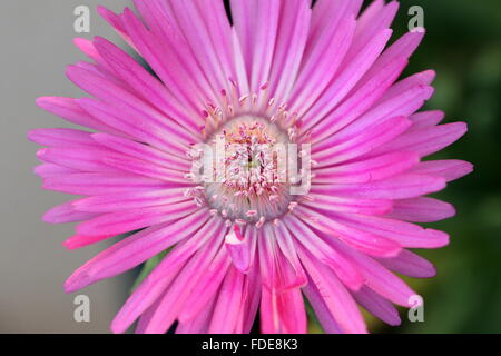 Macro shot of Cephalophyllum or known as Lido Big pink full bloom flowers Stock Photo