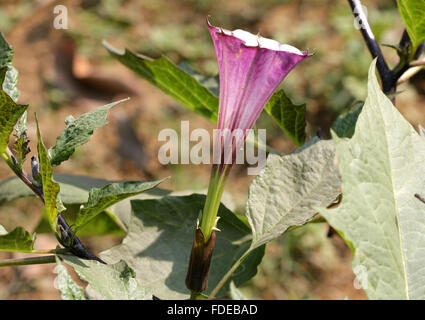 Datura metel, devil's trumpet, herb with usually red stem, broad oval leaves, funnel-like flowers, ornamental, medicinal Stock Photo
