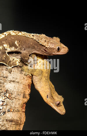 Couple of new Caledonian crested gecko, Rhacodactylus ciliatus, hanging upside down in a tree trunk Stock Photo