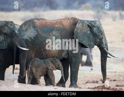 A young elephant calf standing close by the side of an adult elephant cow Stock Photo