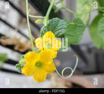 Wanga, Cucumis melo subsp. melo, flower, cucumber like but rounded to oblong fruit, light coloured sutures, vegetable, salad Stock Photo