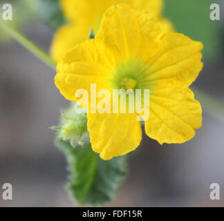 Wanga, Cucumis melo subsp. melo, flower, cucumber like but rounded to oblong fruit, light coloured sutures, vegetable, salad Stock Photo