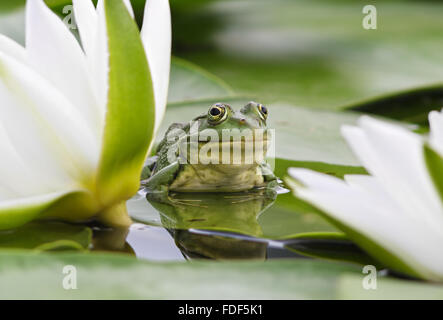 Marsh Frog sits on a green leaf among white lilies in a pond Stock Photo