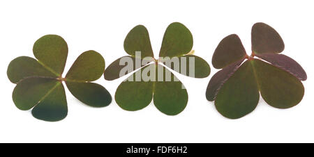 Clover leaves over white background Stock Photo