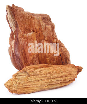 Fossil Rock over white background Stock Photo