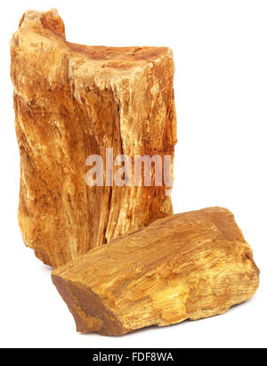 Fossil Rock over white background Stock Photo