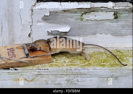 Dead House Mouse caught in trap, Bentley, Suffolk, Dec 2014 Stock Photo