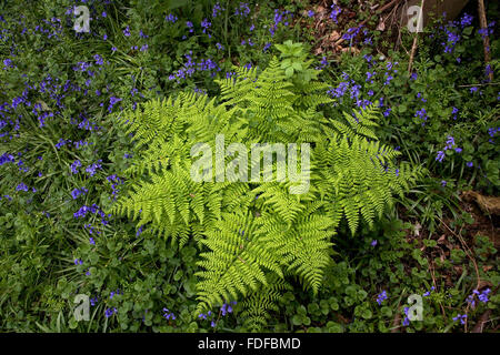 Fern, photographed from above, with flowering Bluebells (Endymion non-scriptus), in small Essex wood, near to Copperas Bay RSPB