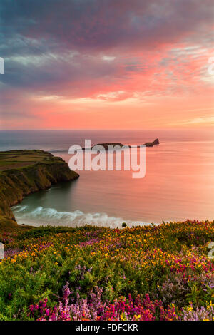 Heather and Sunset at Rhossili Bay with the Worms Head in the Distance, Gower, South Wales, UK Stock Photo