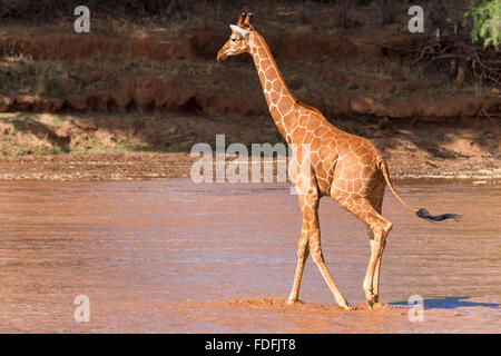 Reticulated giraffe (Giraffa reticulata camelopardalis) crossing river, Samburu National Reserve, Kenya Stock Photo