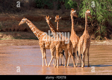 Reticulated giraffes (Giraffa reticulata camelopardalis), group standing in river, Samburu National Reserve, Kenya