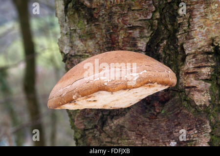 Piptoporus Betulinus fungi, on a birch tree in woodland in Shropshire, England. Also known as the Razor Strop fungi. Stock Photo