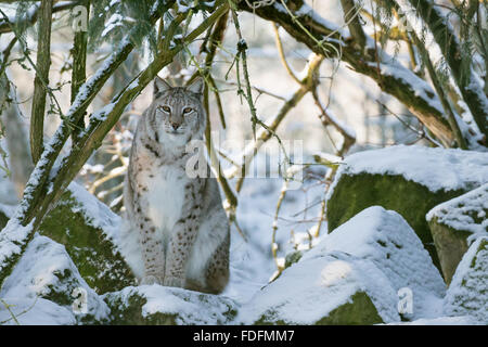 Eurasian lynx (Lynx lynx) sitting on rock in woods, snow, captive, Hesse, Germany Stock Photo