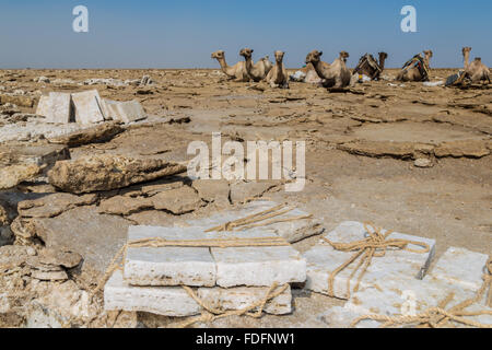 Evenly-cut salt slabs await loading onto camels in the Dallol, Ethiopia Stock Photo