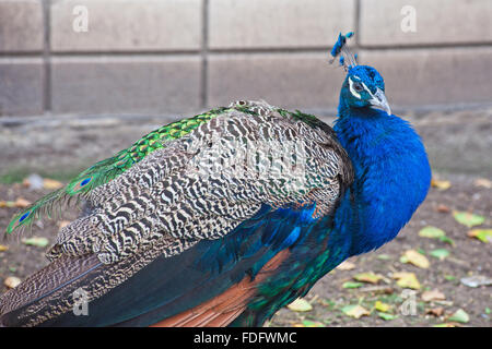 peacock in a sunny day Stock Photo