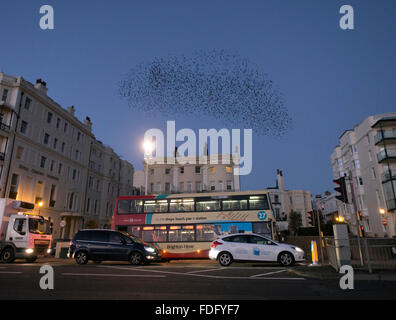 Murmuration of starlings over houses along Marine Parade on Brighton seafront, East Sussex Stock Photo