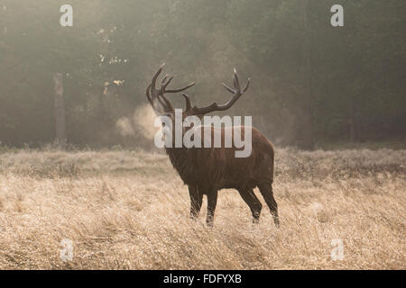 Winter breath of a Red Stag Stock Photo