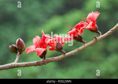 Cotton flowers in spring time Stock Photo