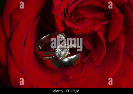 Trio of rings (engagement ring and wedding bands) embedded in red rose Stock Photo