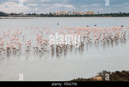 Group of wild flamingo Birds standing and feeding at Larnaca salt lake in Cyprus with larnaca town at the back. Stock Photo