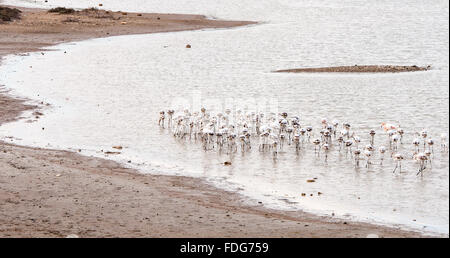 Group of wild Flamingo Birds feeding at Larnaca salt lake in Cyprus Stock Photo