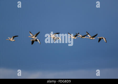 A flock of greylag goose (Anser anser) flying in row over sky. Arcachon Bay, France. Stock Photo