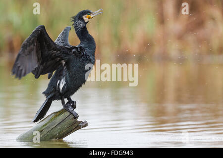 A great cormorant (Phalacrocorax carbo) perched on a log over the water flapping its wings to dry . Doñana National Park, Spain. Stock Photo