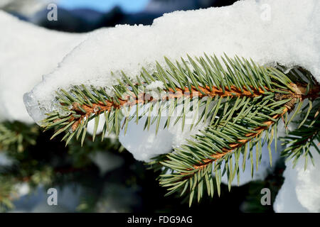 Paws blue spruce (lat. Picea pungens) in the snow closeup Stock Photo