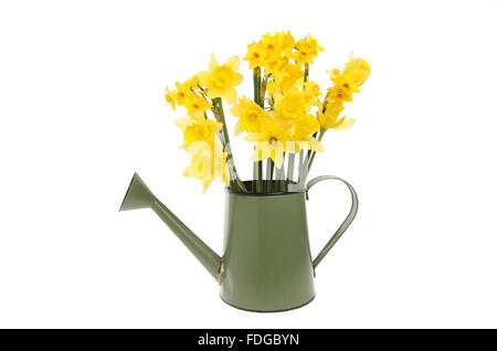 Sol D'or and traditional daffodils arranged in a watering can isolated against white Stock Photo