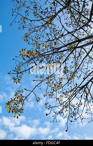 Cotton tree branches Stock Photo