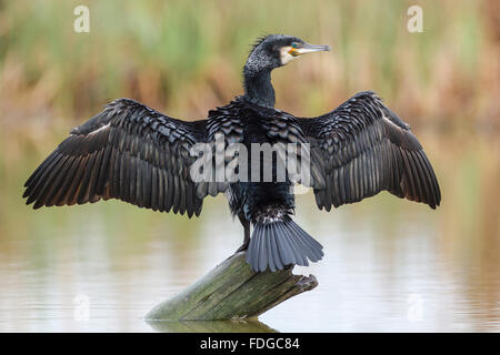 A great cormorant posing with open to dry on a log over water wings. Phalacrocorax carbo. Doñana National Park, Spain. Stock Photo