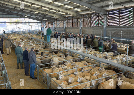 Melton Mowbary livestock market Stock Photo