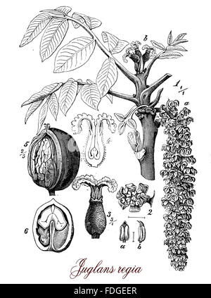 Vintage print describing walnut tree fruit and flower botanical morphology, large, deciduous tree attaining heights of 25–35 m, and a trunk up to 2 m diameter. The whole fruit, including the husk, falls in autumn; the seed is large, with a relatively thin shell, and edible, with a rich flavour. Stock Photo