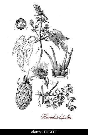 Vintage print describing Hop (humulus lupulus) botanical morphology:flowering perennial plant with flower cones widely cultivated for use by the brewing industry Stock Photo