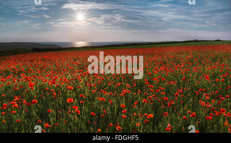 Sun over Poppies, Porth Joke, West Pentire, Cornwall, UK Stock Photo