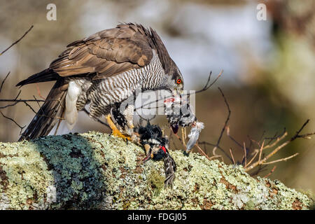 A northern goshawk ( Accipiter gentilis) eating a great spotted woodpecker on the branch of an oak covered with lichens. Stock Photo