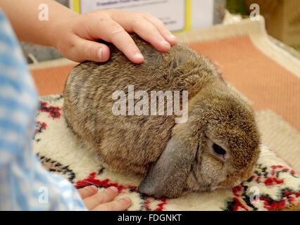 child petting a pet rabbit Stock Photo